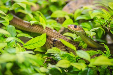 Şirin Çinhindi fare yılanı (Ptyas korros) ile yeşil yaprakları arka plan ağaç üzerinde kaymaya. Çin ratsnake veya Hint-Çin fare yılan, colubrid yılan Güneydoğu Asya'ya endemik bir tür olduğunu.