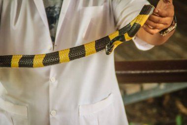 Bir adam çıplak elle şeritli krait (Bungarus fasciatus) yılan, bir tür Hint medeniyetlerinin ve Güneydoğu Asya'da bulunan Elapidae yılan yakalamak için kullanıyor.