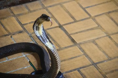 Tehlikeli monocled kobra yılan eve gelin. Monocellate kobra, adı da verilen monocled Kobra (Naja kaouthia) familyasından bir atmaca kobra yaygın Güney ve Güneydoğu Asya genelinde.