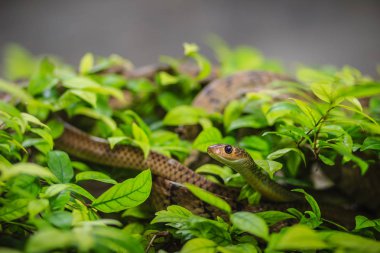 Şirin Çinhindi fare yılanı (Ptyas korros) ile yeşil yaprakları arka plan ağaç üzerinde kaymaya. Çin ratsnake veya Hint-Çin fare yılan, colubrid yılan Güneydoğu Asya'ya endemik bir tür olduğunu.