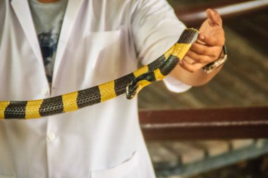Bir adam çıplak elle şeritli krait (Bungarus fasciatus) yılan, bir tür Hint medeniyetlerinin ve Güneydoğu Asya'da bulunan Elapidae yılan yakalamak için kullanıyor.