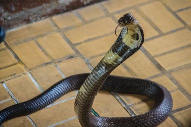 Dangerous monocled cobra snakes come into the house. The monocled cobra (Naja kaouthia), also called monocellate cobra, is a cobra species widespread across South and Southeast Asia. clipart