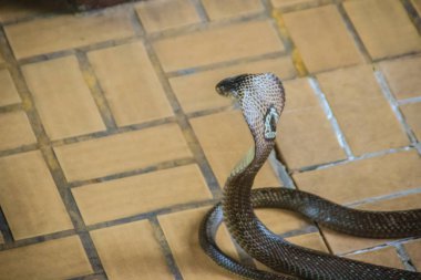 Tehlikeli monocled kobra yılan eve gelin. Monocellate kobra, adı da verilen monocled Kobra (Naja kaouthia) familyasından bir atmaca kobra yaygın Güney ve Güneydoğu Asya genelinde.