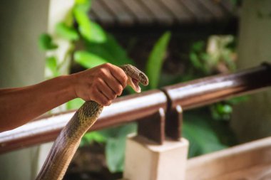 Çıplak el ile bir kral kobra yılan yakalamak için benzersiz yeteneği kullanan bir adam. Kral kobra (Ophiophagus hannah), diğer adıyla hamadryad, dünyanın en büyük zehirli yılan türdür.