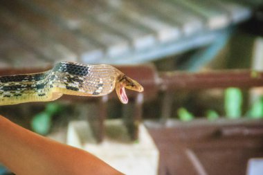 Kimliği belirsiz antrenör çok savunma yayılan ratsnake ile olarak da bilinen copperhead fare yılan veya biblo Bakır başlı yılan (Coelognathus radiata mücadele için çıplak elle kullanıyor)