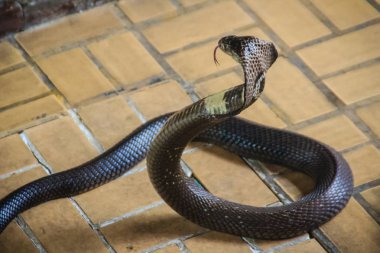 Dangerous monocled cobra snakes come into the house. The monocled cobra (Naja kaouthia), also called monocellate cobra, is a cobra species widespread across South and Southeast Asia. clipart