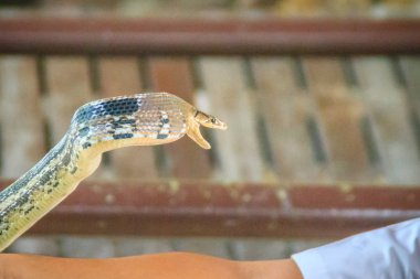 Kimliği belirsiz antrenör çok savunma yayılan ratsnake ile olarak da bilinen copperhead fare yılan veya biblo Bakır başlı yılan (Coelognathus radiata mücadele için çıplak elle kullanıyor)