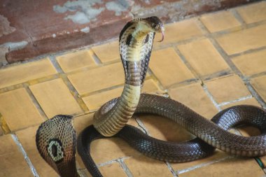 Dangerous monocled cobra snakes come into the house. The monocled cobra (Naja kaouthia), also called monocellate cobra, is a cobra species widespread across South and Southeast Asia. clipart