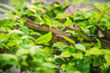 Şirin Çinhindi fare yılanı (Ptyas korros) ile yeşil yaprakları arka plan ağaç üzerinde kaymaya. Çin ratsnake veya Hint-Çin fare yılan, colubrid yılan Güneydoğu Asya'ya endemik bir tür olduğunu.