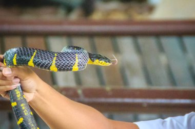 Bir adam çıplak elle yaygın mangrov yılan veya altın halkalı kedi yılan denilen Boiga dendrophila yılan yakalamak için kullanıyor, Güneydoğu Asya'dan gelen arka fanged colubrid familyasından.