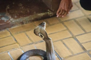 Çıplak el ile bir kobra yılan yakalamak için benzersiz yeteneği kullanan bir adam. Monocellate kobra, adı da verilen monocled Kobra (Naja kaouthia) familyasından bir atmaca kobra yaygın Güney ve Güneydoğu Asya genelinde.