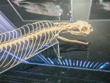 Kral kobra (Ophiophagus hannah), dünyanın en uzun zehirli yılan yılan iskelet.