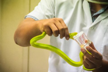 Yeşil çukur engerek (beyaz) yılan zehri yılan panzehiri serum üretmek için sağım