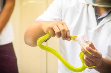 Yeşil çukur engerek (beyaz) yılan zehri yılan panzehiri serum üretmek için sağım