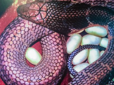 Kral kobra (Ophiophagus hannah), hamadryad olarak da bilinir, bir Elapidae ailesinden zehirli yılan türüdür. Dünyanın en büyük zehirli yılan türlerinden. Görkemli Kral kobra