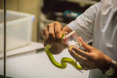 Milking green pit viper (Trimeresurus) snake for venom to produce snake antidote serum clipart
