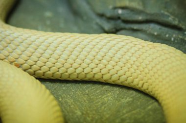 Tek gözlü kobra (Naja kaouthia), Güney ve Güneydoğu Asya 'da yaygın olarak görülen bir kobra türüdür..