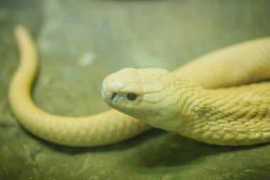 Tek gözlü kobra (Naja kaouthia), Güney ve Güneydoğu Asya 'da yaygın olarak görülen bir kobra türüdür..