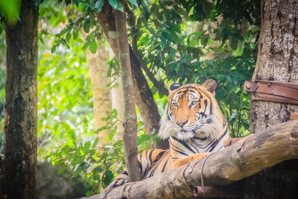 Lindo Tigre Corbetts Panthera Tigris Corbetti Bosque También Conocido Como — Foto de Stock