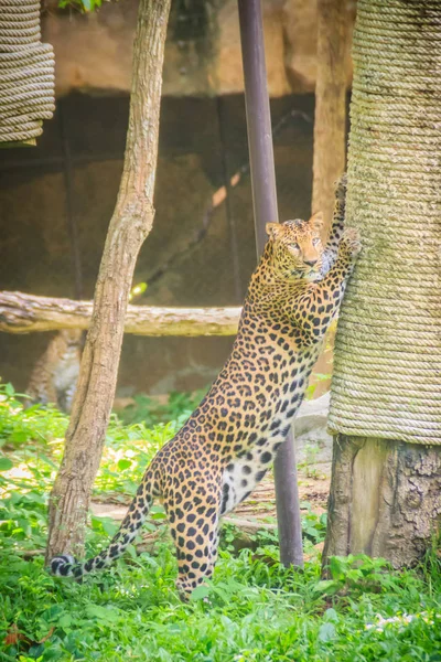 Leopardo Panthera Pardus Está Subindo Andaime Nas Árvores Leopardo Dos — Fotografia de Stock