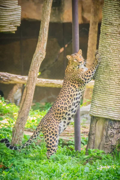 Leopardo Panthera Pardus Está Subindo Andaime Nas Árvores Leopardo Dos — Fotografia de Stock