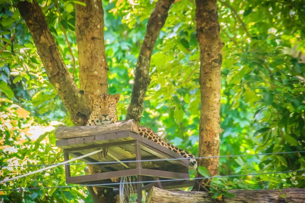 Pardus 숲에도 요새를 사냥꾼 나무에 표범은 속에서 고양이 하나입니다 — 스톡 사진