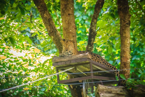 Leopardo Panthera Pardus Está Relaxando Emboscada Andaime Nas Árvores Para — Fotografia de Stock