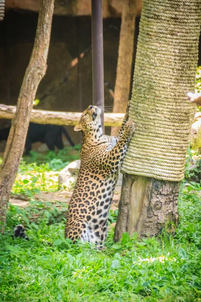 Leopárd Panthera Pardus Hegymászás Fák Vérpadon Leopard Egyike Nagy Macskák — Stock Fotó