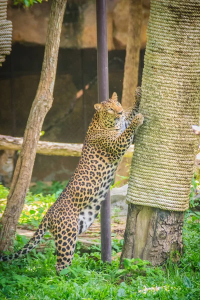 Leopardo Panthera Pardus Está Subindo Andaime Nas Árvores Leopardo Dos — Fotografia de Stock