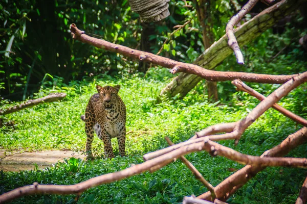 Leopardo Panthera Pardus Está Corriendo Sobre Hierba Verde Bosque Tropical — Foto de Stock