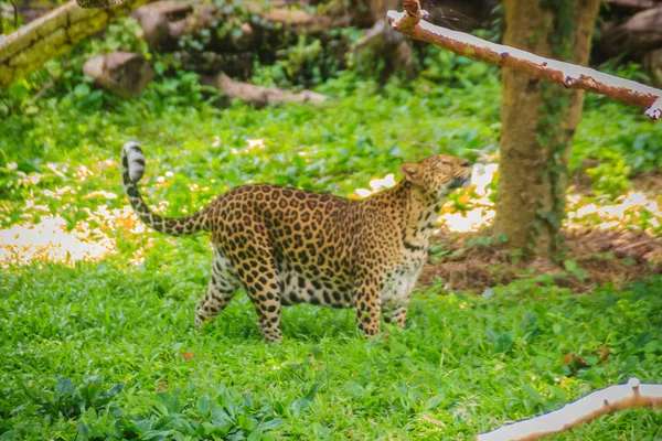 Леопард Panthera Pardus Бежит Зеленой Траве Зеленом Тропическом Лесу Леопард — стоковое фото