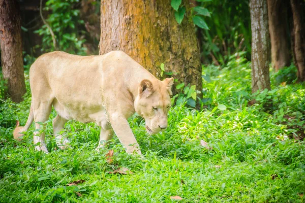 Cute white lion (Panthera leo), one of the big cats in the genus Panthera and a member of the family Felidae. The commonly used term African lion collectively denotes the several subspecies in Africa.