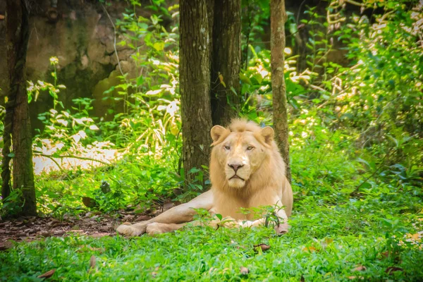 可爱的白狮子 Panthera Leo Panthera 属的一只大猫 Felidae 家族的一员 通常使用的术语 非洲狮子 统称为非洲的几个亚种 — 图库照片