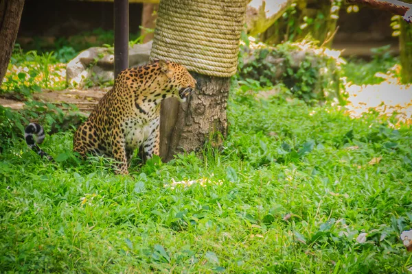 Леопард Panthera Pardus Взбирается Эшафот Деревьях Леопард Является Одним Пяти — стоковое фото