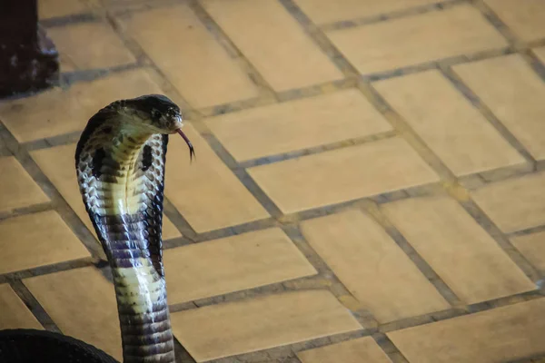 Dangerous Monocled Cobra Snakes Come House Monocled Cobra Naja Kaouthia — Stock Photo, Image