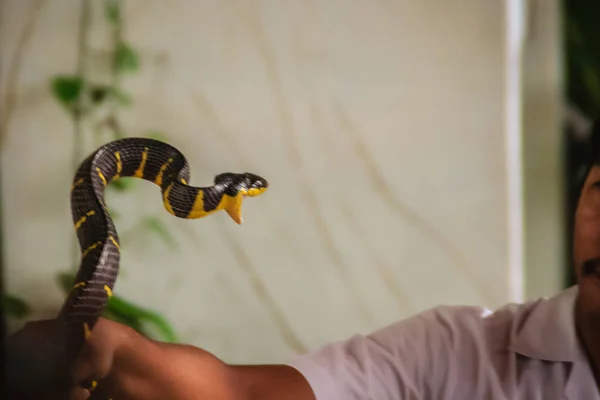 Uomo Sta Usando Mano Nuda Catturare Serpente Boiga Dendrophila Comunemente — Foto Stock