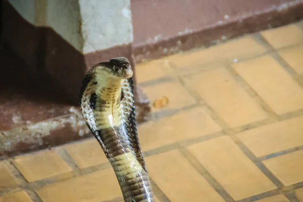 Опасные Одноклеточные Змеи Приходят Дом Моноклеточная Кобра Naja Kaouthia Называемая — стоковое фото