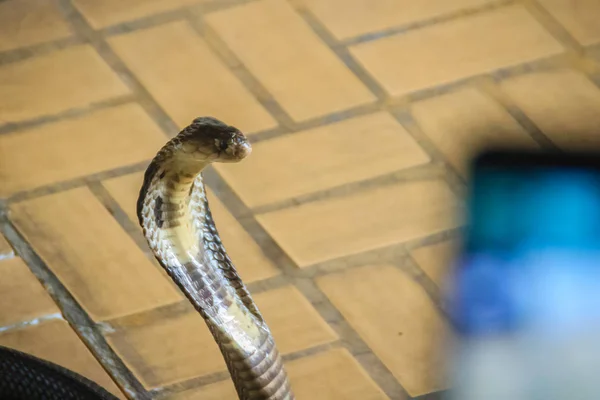 Människor Som Försöker Fotografi Monocled Cobra Orm Med Sin Mobiltelefon — Stockfoto