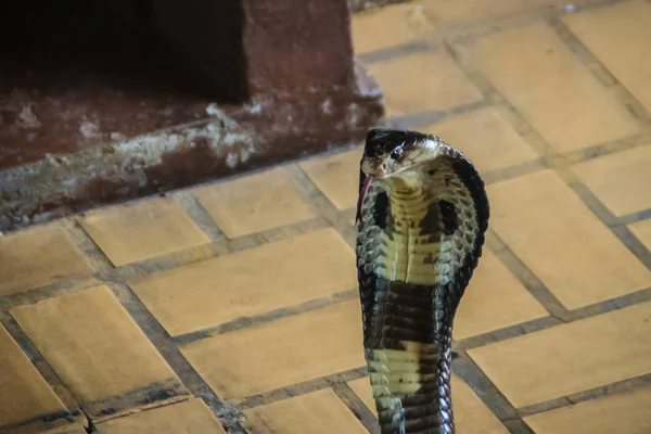 Pericolosi Serpenti Cobra Monocolo Entrano Casa Cobra Monocellulare Naja Kaouthia — Foto Stock