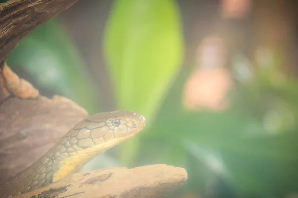 Cobra Real Ophiophagus Hannah También Conocida Como Hamadryad Una Especie — Foto de Stock