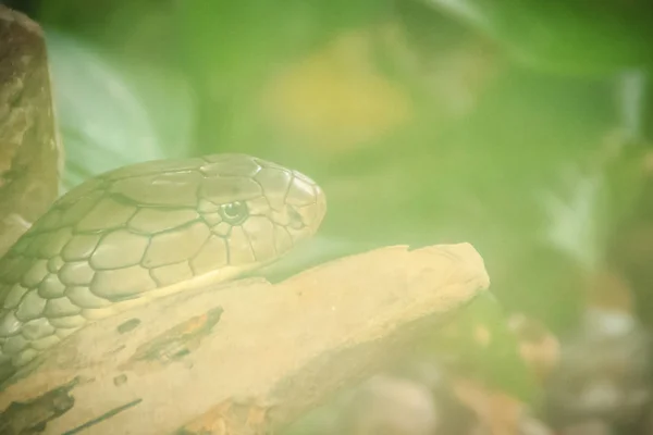 キング コブラ Ophiophagus ハンナ 別名ハマドリュアス家族コブラ科の毒ヘビの種であります 世界最大の毒ヘビ種 雄大なキング コブラ — ストック写真