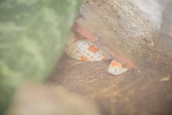 옥수수 Pantherophis Guttatus 아메리카에 서식하는 일종으로 먹이를 히잡아서 정복한다 — 스톡 사진