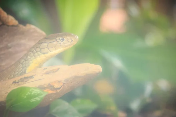 Cobra Real Ophiophagus Hannah También Conocida Como Hamadryad Una Especie — Foto de Stock