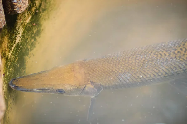 Alligator Gar Espátula Atractosteus Peixe Está Nadando Lagoa Jardim — Fotografia de Stock