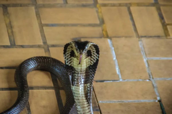 Dangerous Monocled Cobra Snakes Come House Monocled Cobra Naja Kaouthia — Stock Photo, Image