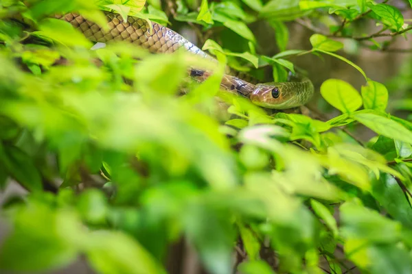 Aranyos Indokínai Patkány Kígyó Ptyas Korros Levelei Háttérrel Csúszás Kínai — Stock Fotó