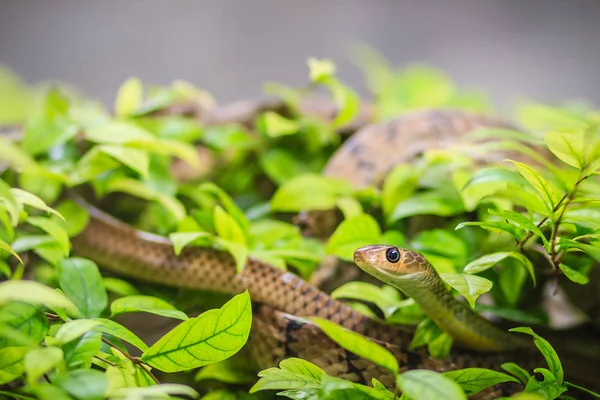 かわいいインドシナ ラット蛇 ヒメナンダ 緑の葉の背景を持つツリーでズルズルです Ratsnake またはインドシナのラットヘビ 蛇東南アジアに固有の種であります — ストック写真