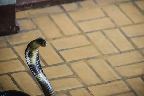Des Serpents Cobra Monoclés Dangereux Entrent Dans Maison Cobra Monoclé — Photo