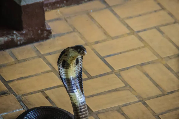 Cobras Cobra Monocloídas Perigosas Entram Casa Cobra Monocelular Naja Kaouthia — Fotografia de Stock