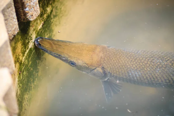 Timsah Gar Atractosteus Spatula Balık Garden Havuzda Yüzüyor — Stok fotoğraf